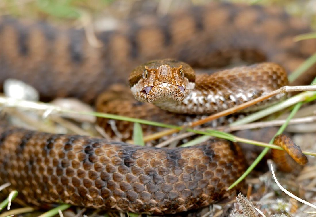 Asp Viper reference