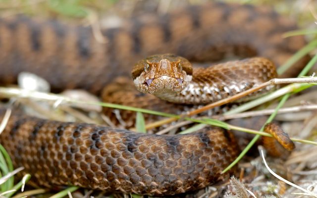 Asp Viper reference