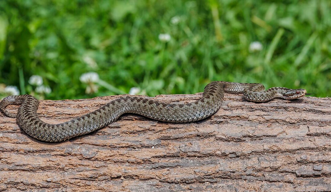 Adder reference