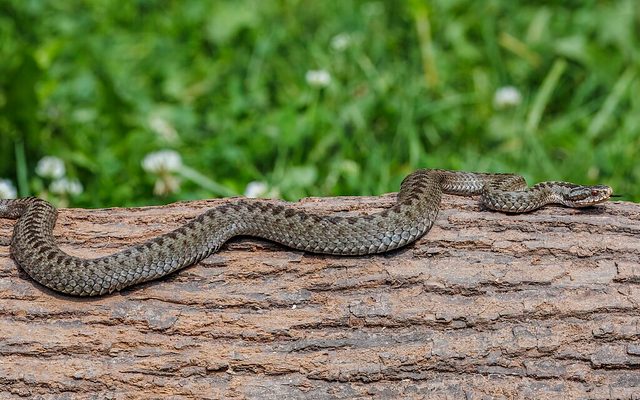 Adder reference
