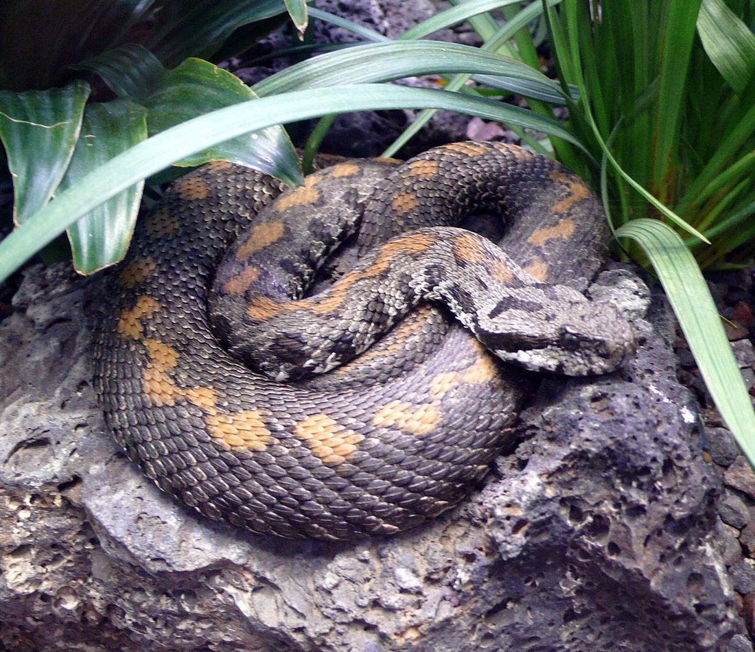 Armenian Viper reference