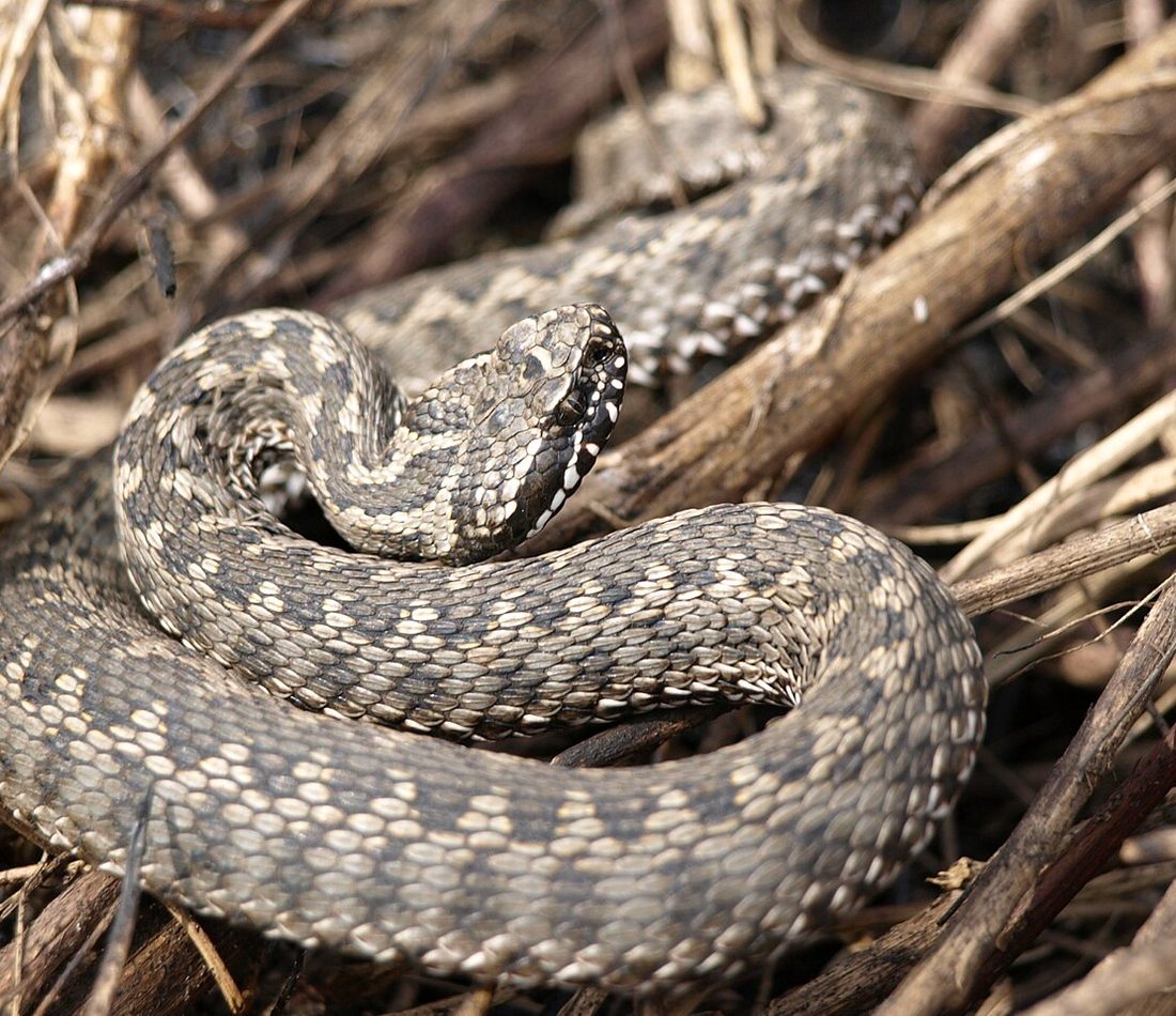 Steppe Viper reference