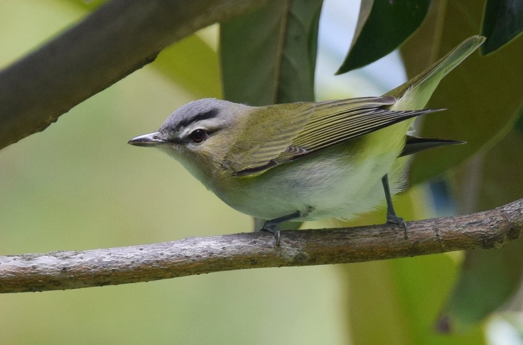 Red-eyed Vireo reference