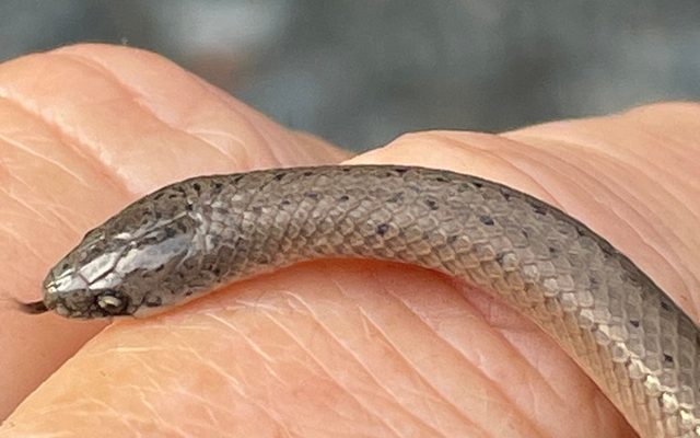 Smooth Earthsnake reference