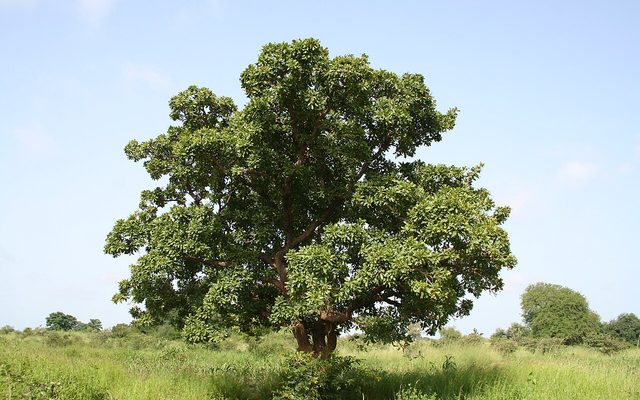 Shea Tree reference