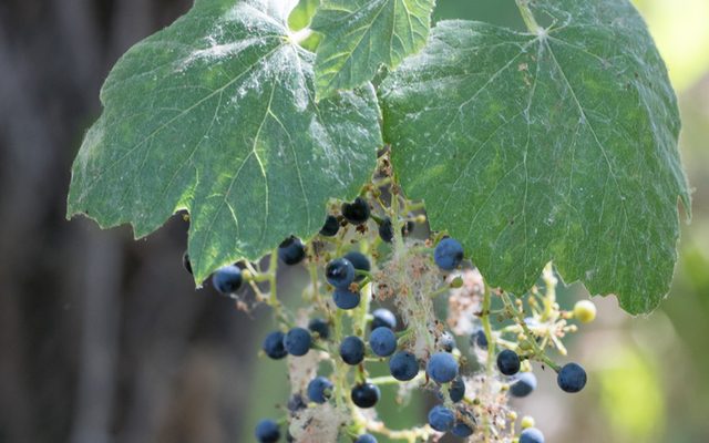 Desert Wild Grape reference