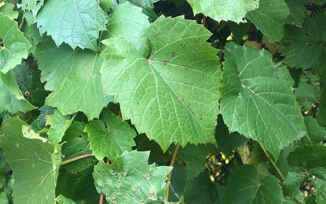 Riverbank Grape reference
