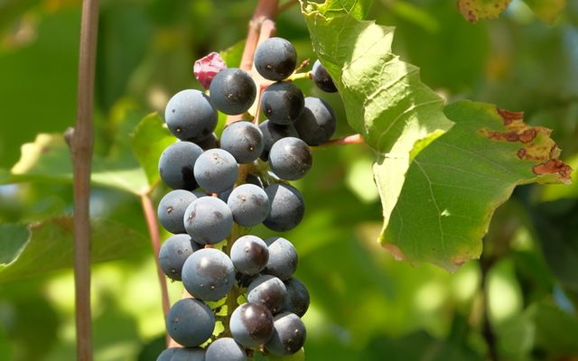 Common Grape Vine reference