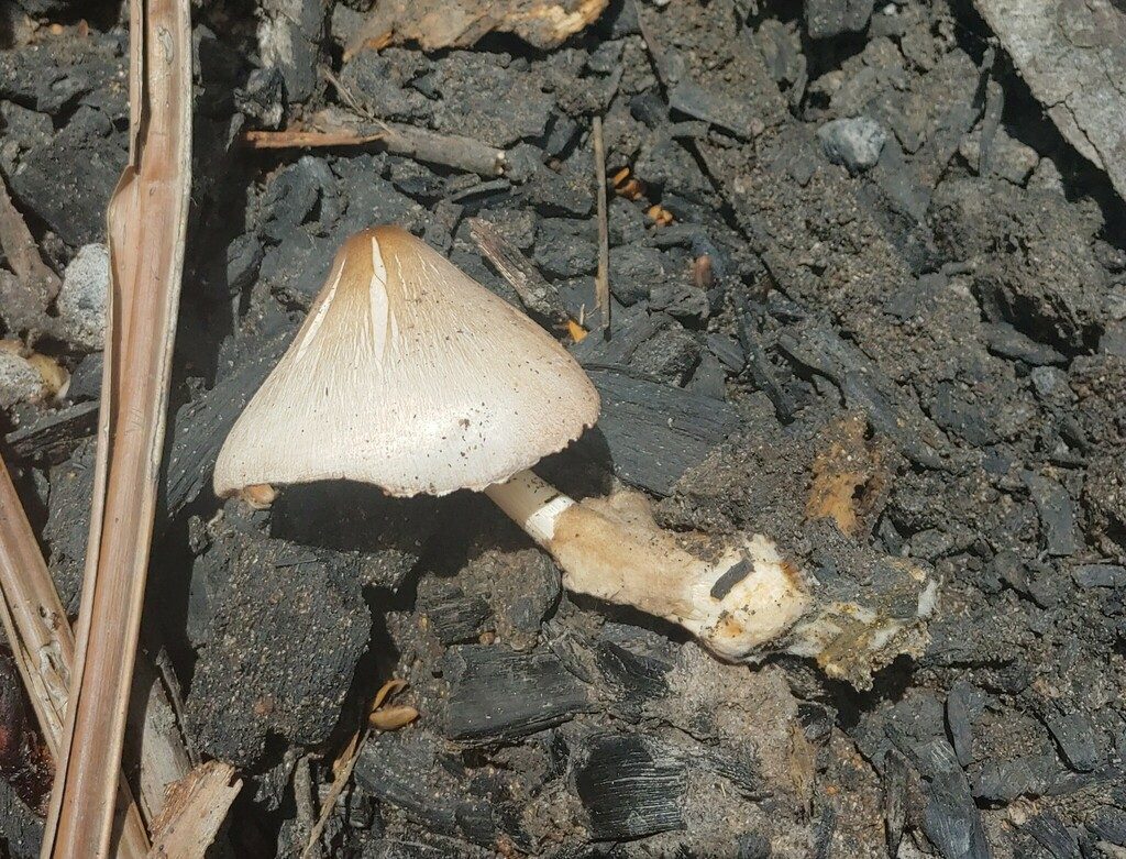Paddy Straw Mushroom reference