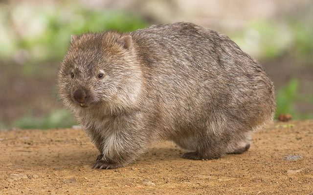 Bare-nosed Wombat reference