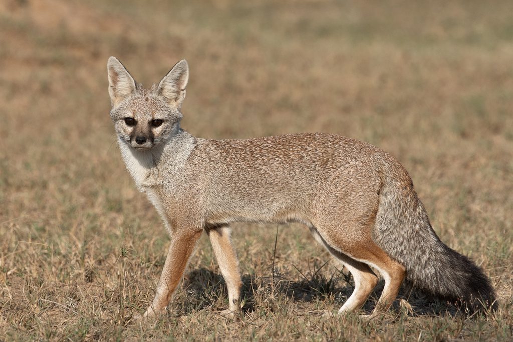 Bengal Fox reference