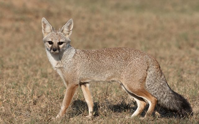 Indian Fox reference