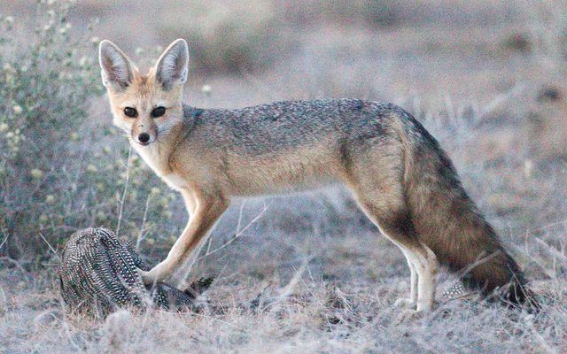 Cape Fox reference