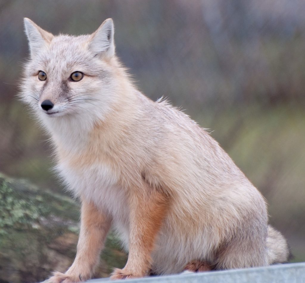 Corsac Fox reference