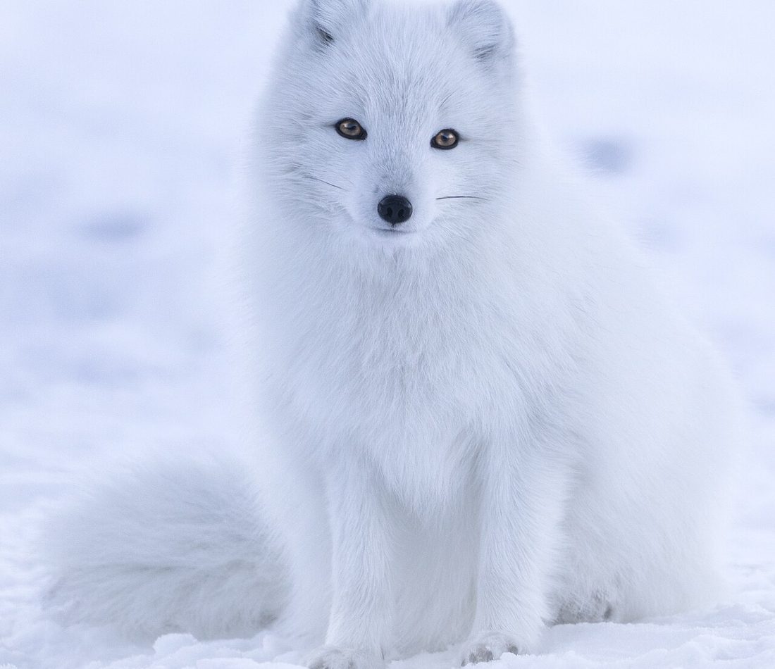Arctic Fox reference
