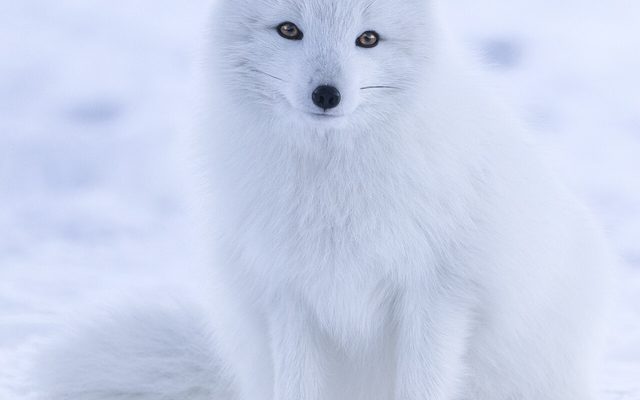Arctic Fox reference
