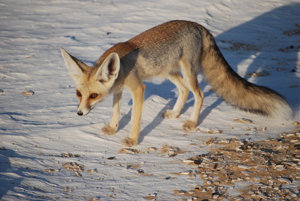 Rüppell's Sand Fox reference