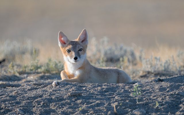 Swift Fox reference