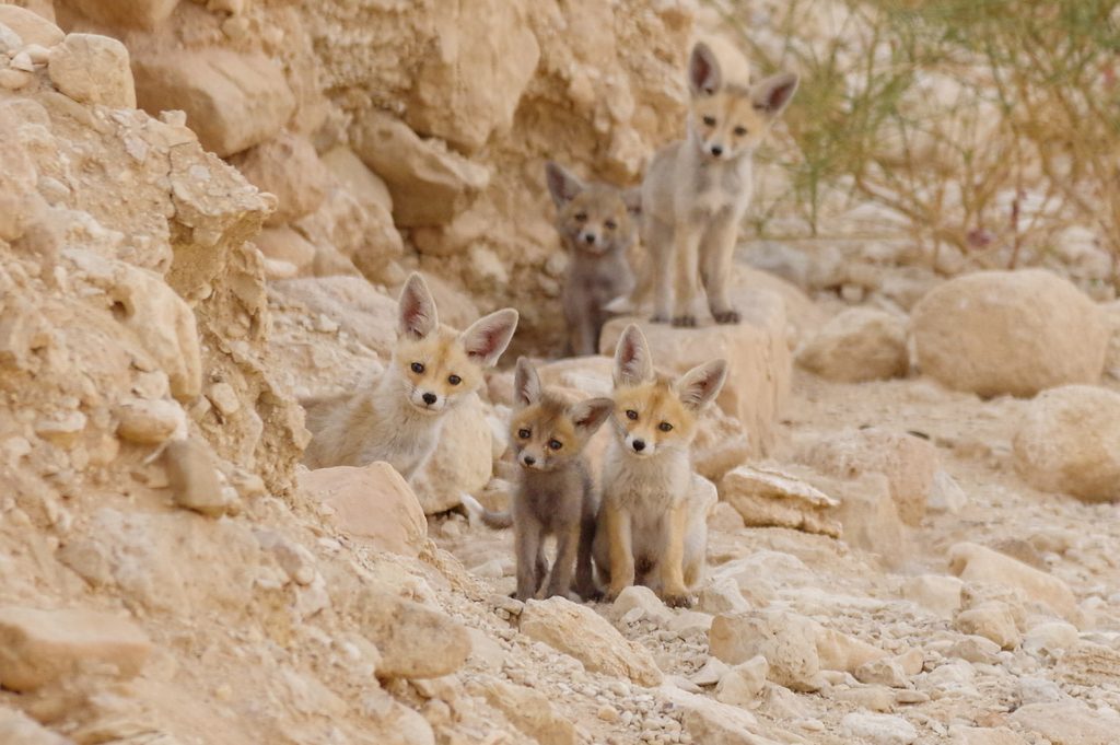 Vulpes vulpes arabica reference