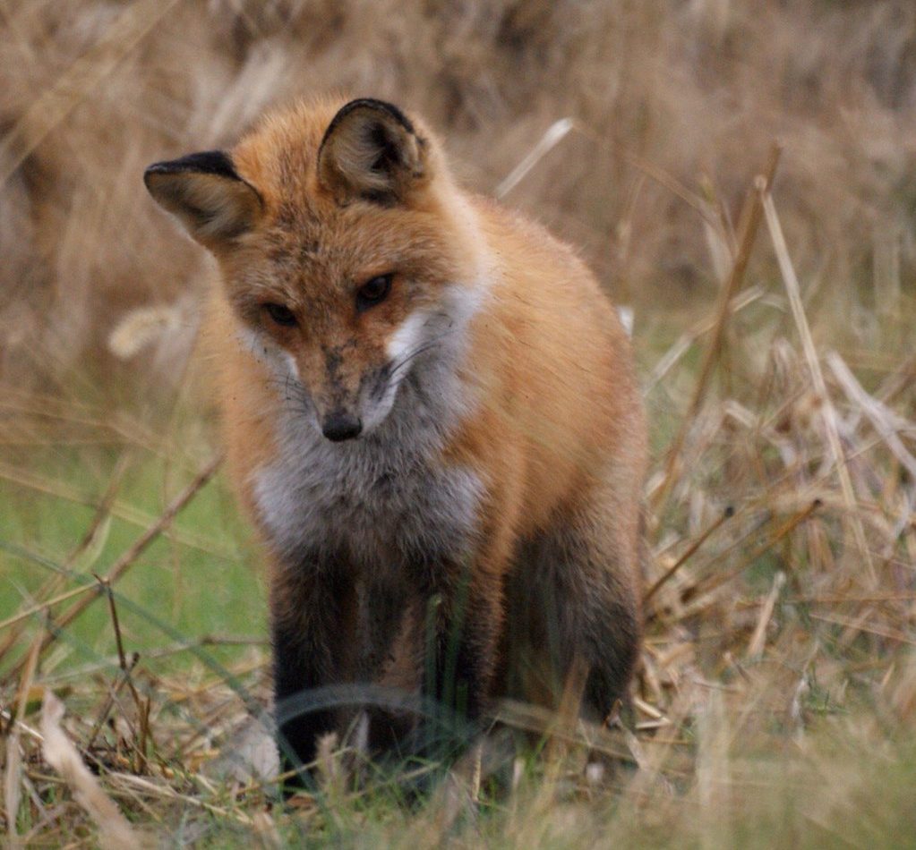 Red Fox reference