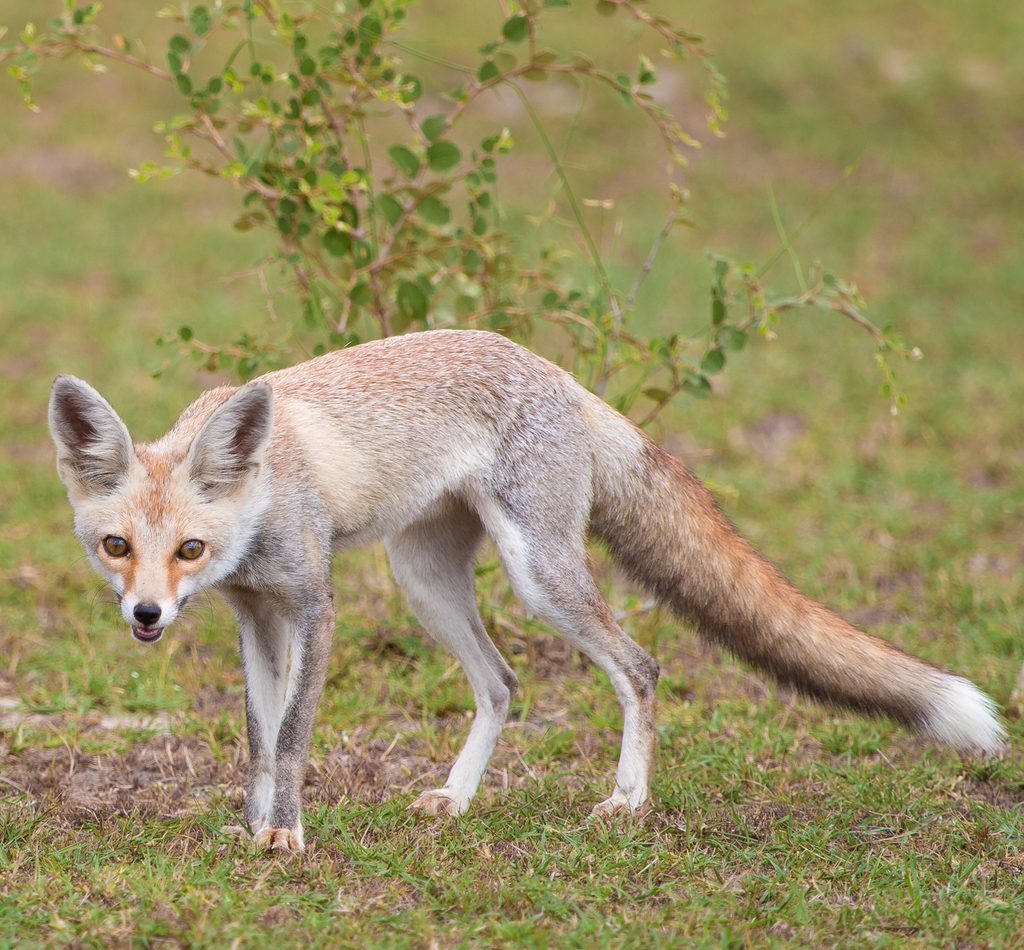 Desert Fox reference