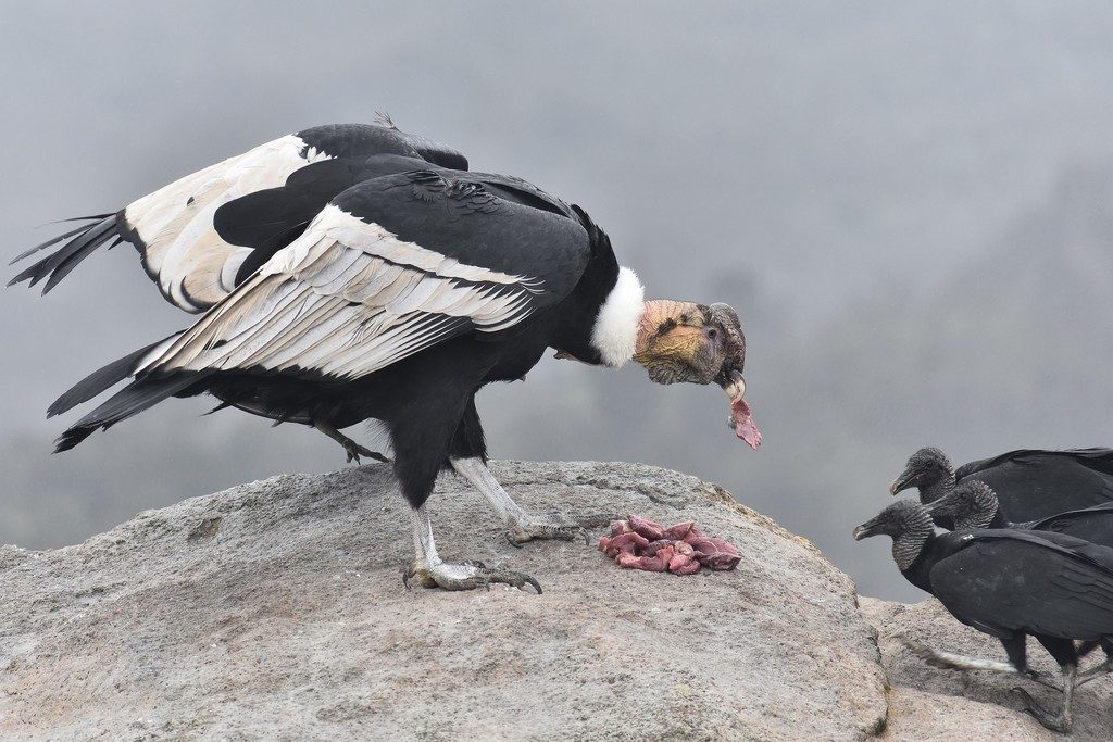 Andean Condor reference