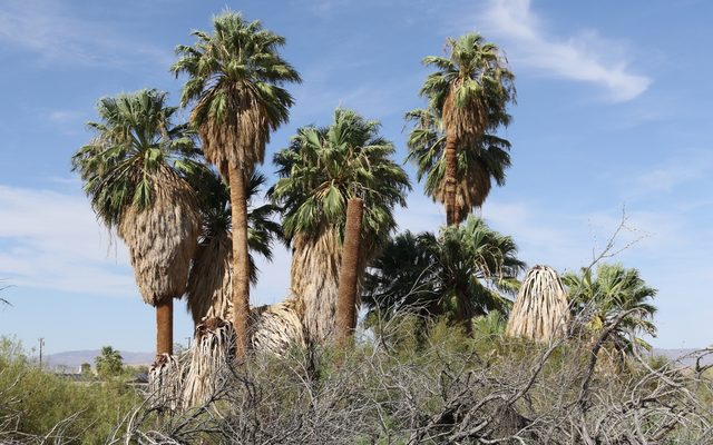 California Fan Palm reference