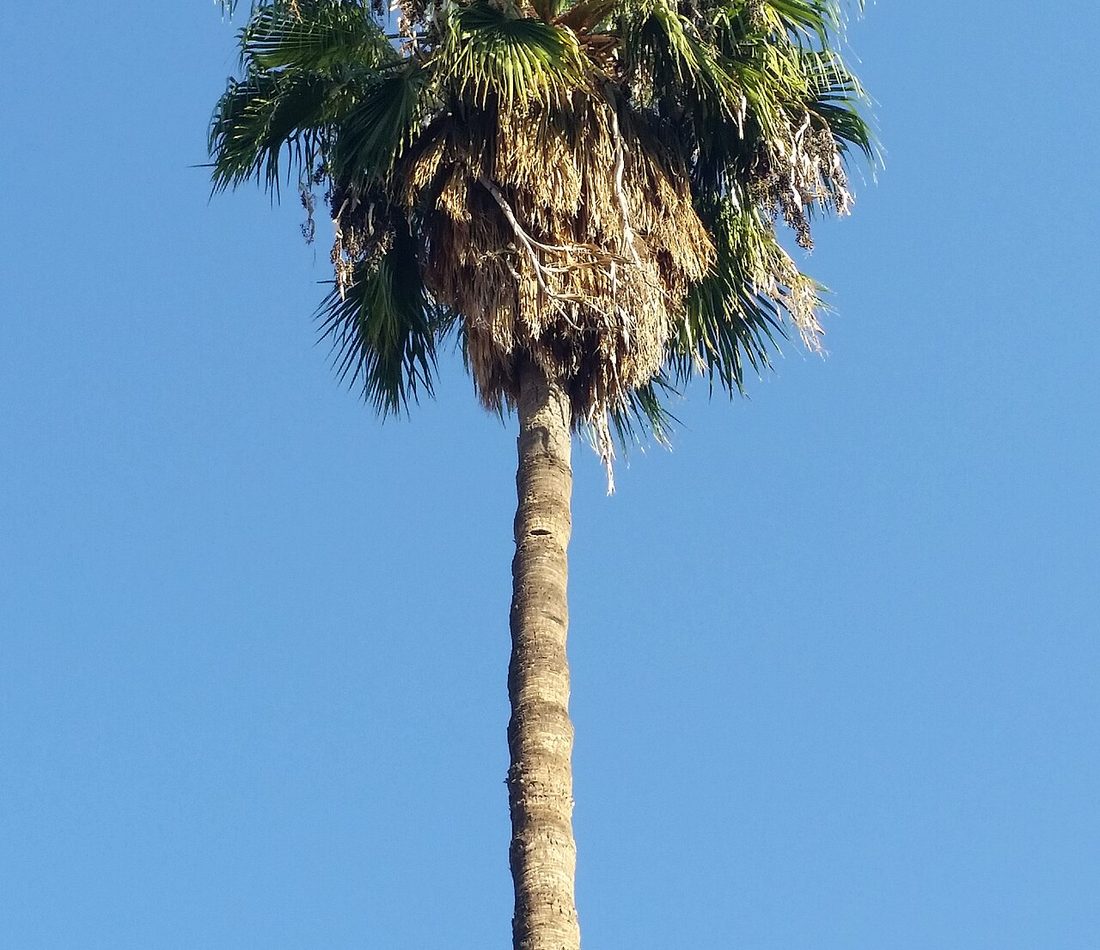 Mexican Fan Palm reference