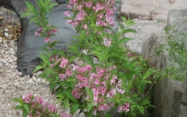 Old Fashioned Weigela reference