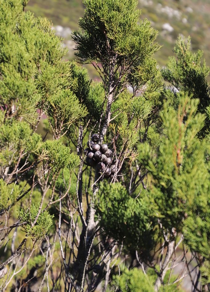 Clanwilliam Cedar reference