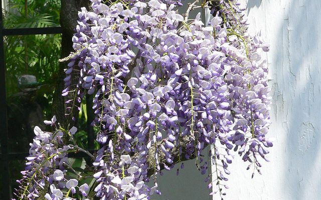 Japanese Wisteria reference