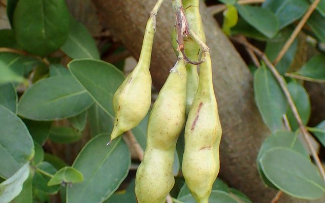 American Wisteria reference