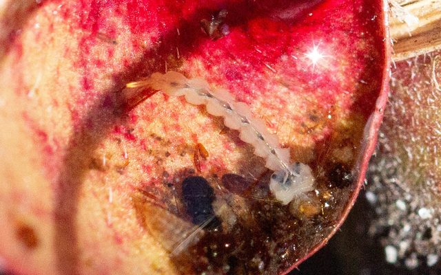 Pitcher Plant Mosquito reference