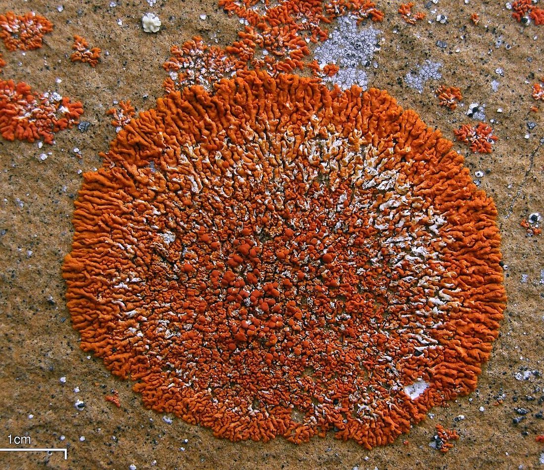Elegant Sunburst Lichen reference