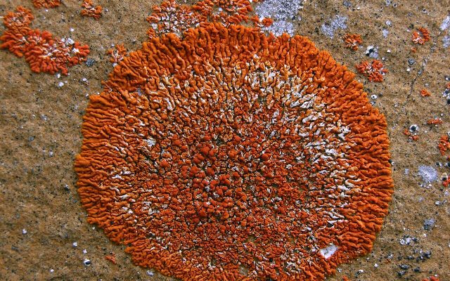 Elegant Sunburst Lichen reference