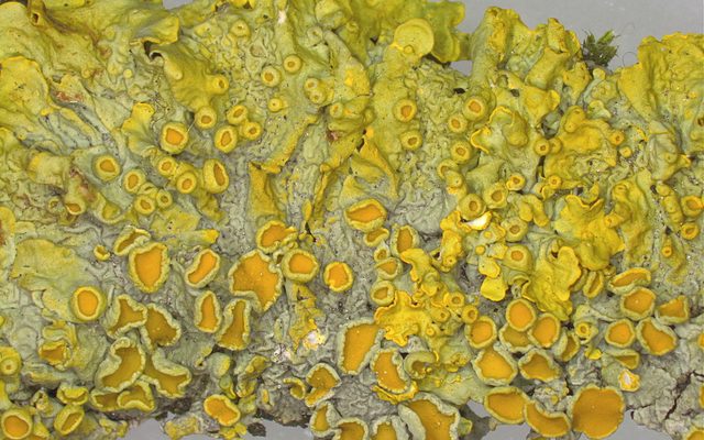 Common Sunburst Lichen reference