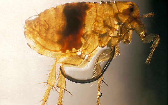 Oriental Rat Flea reference