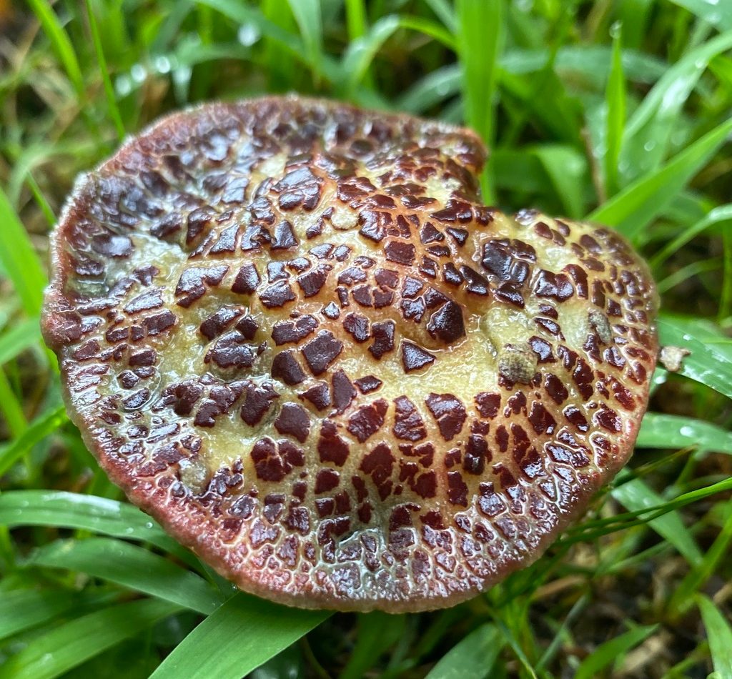 Red-cracking Bolete reference