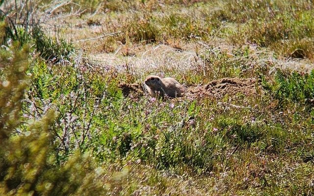 Mojave Ground Squirrel reference
