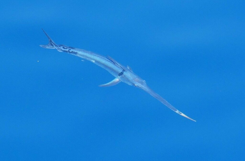 Swordfish reference