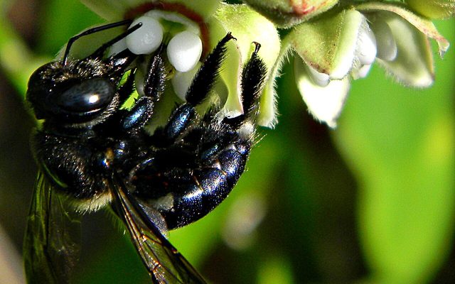 Southern Carpenter Bee reference