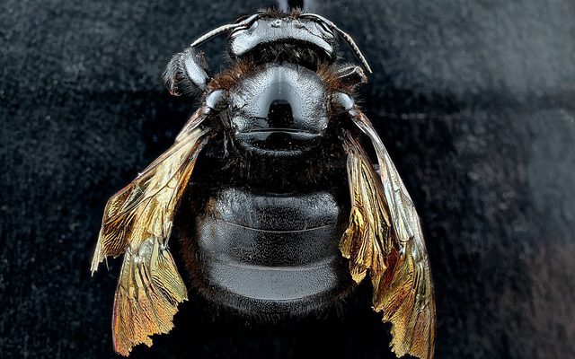 Valley Carpenter Bee reference