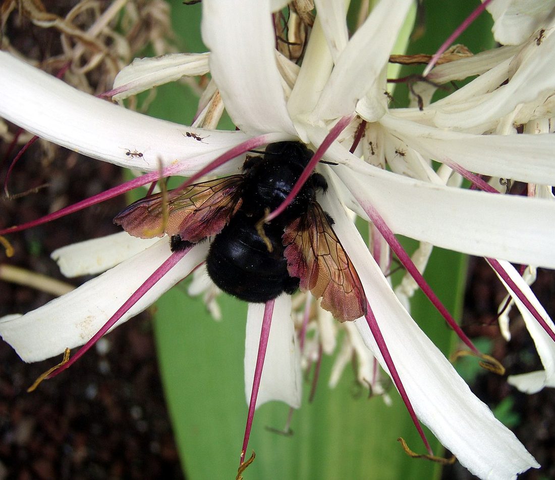 Valley Carpenter Bee reference