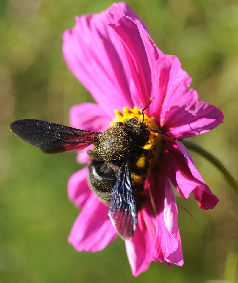 Violet Carpenter Bee reference