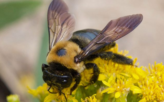 Eastern Carpenter Bee reference