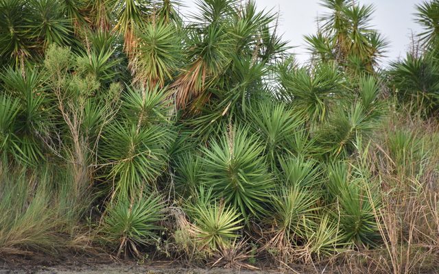 Spineless Yucca reference