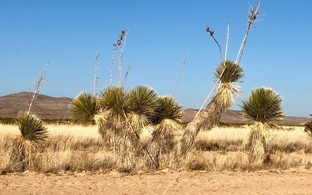 Soaptree Yucca reference