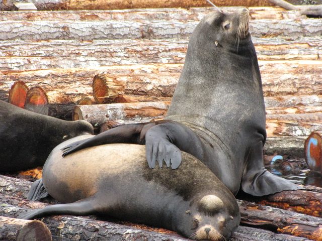 California Sea Lion reference