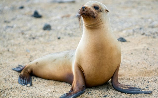 Galapagos Sea Lion reference