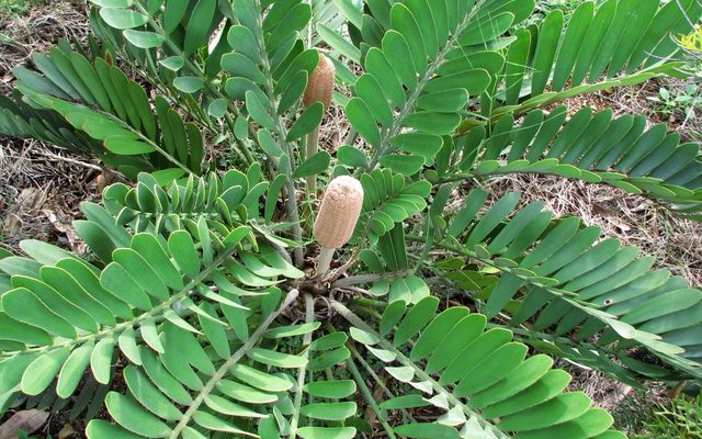 Cardboard Palm reference